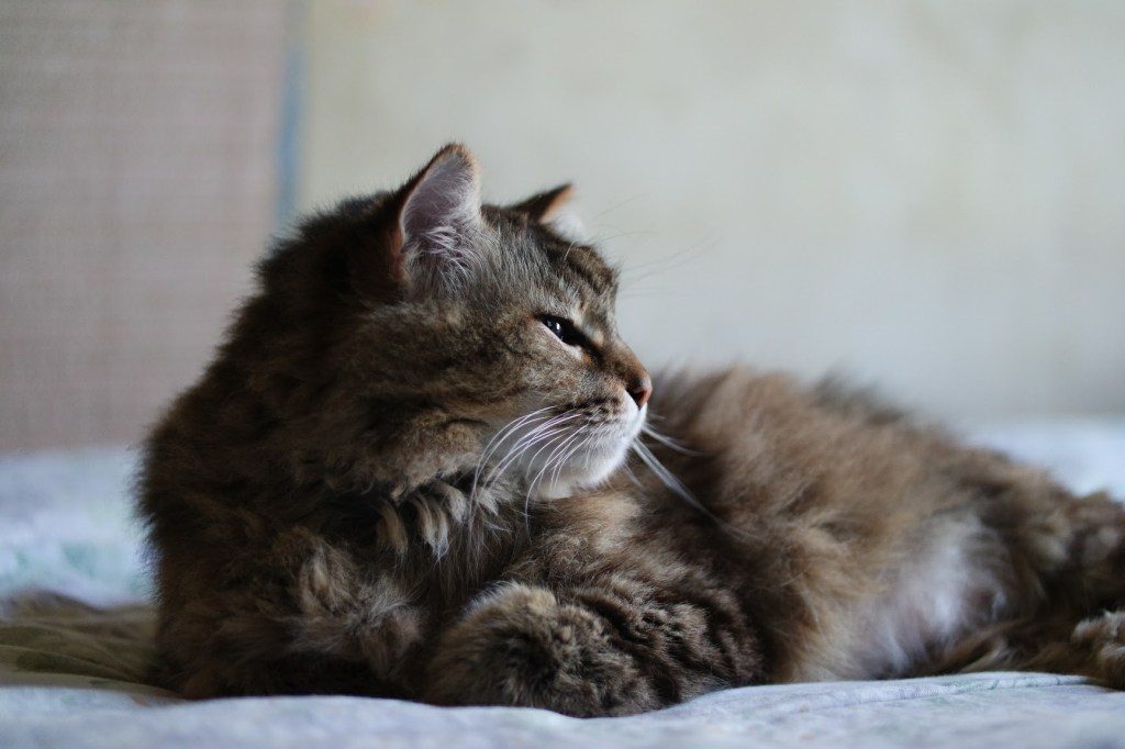 Side view of a tabby cat lying on a bed with a blurred background.