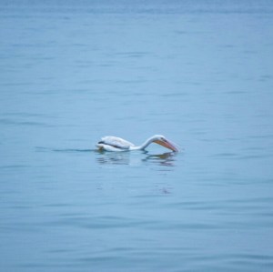 Pelican in Lake Michigan