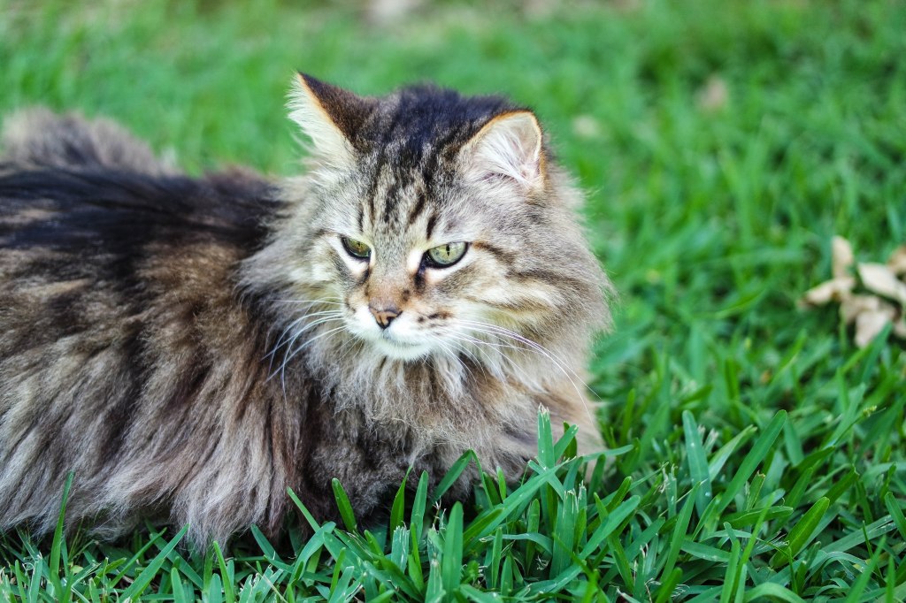 A tabby cat with green eyes lying in green grass.